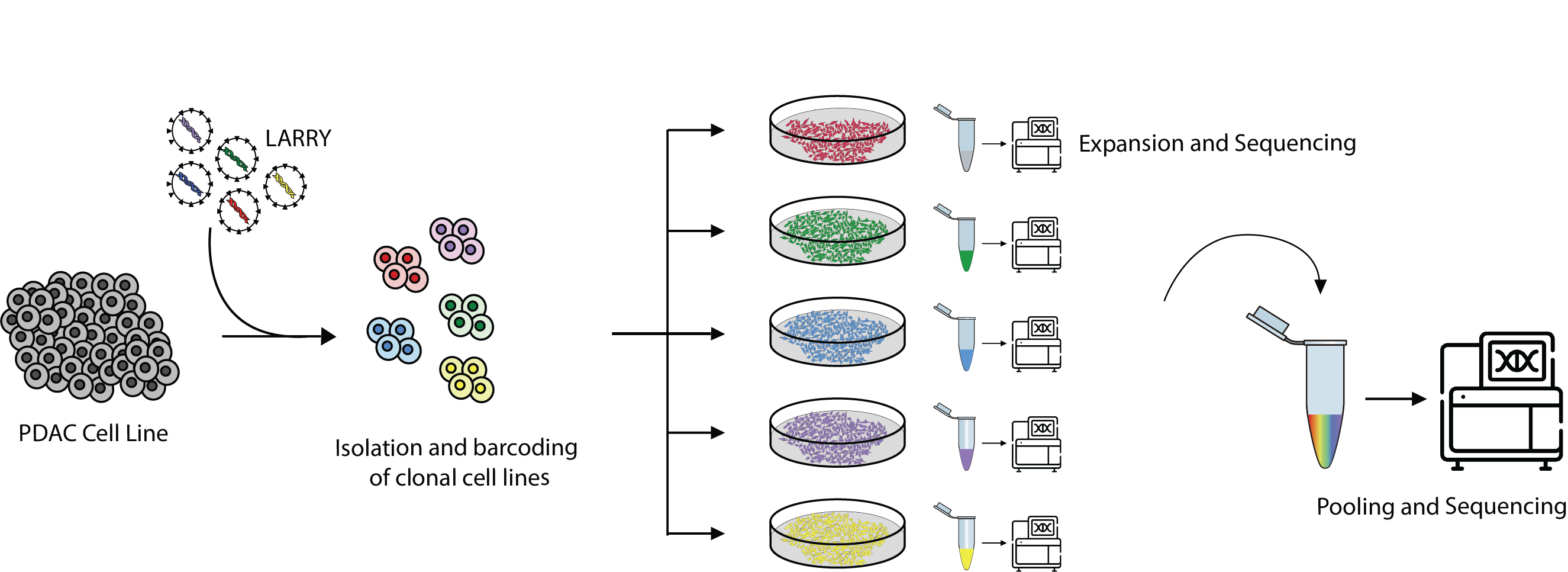 Experimental design of pooled barcoded cell lines